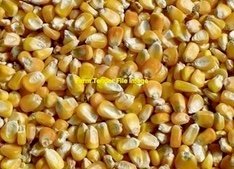 EOI 1000mt Feed Corn