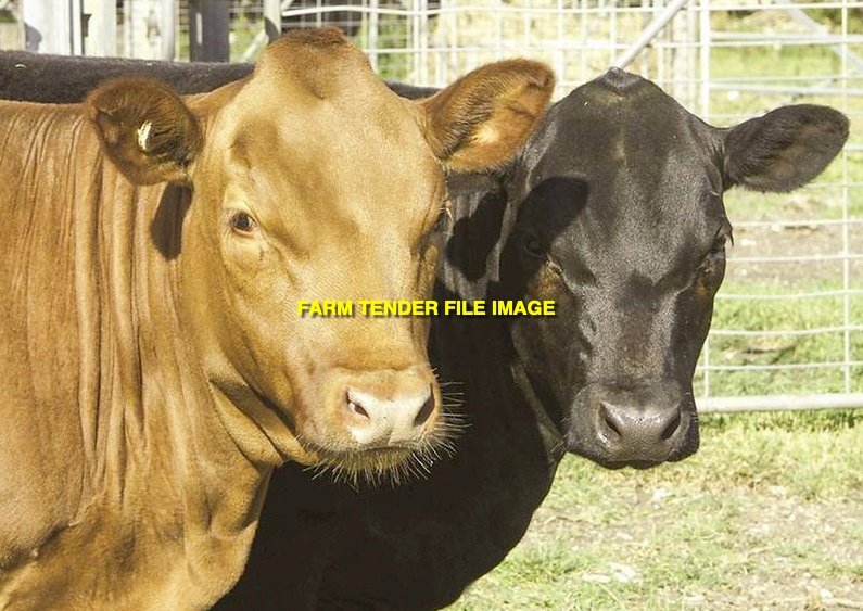 WANTED Dexter Heifers and Cows