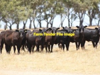 WANTED 5 x Angus PTIC Heifers w calve at foot