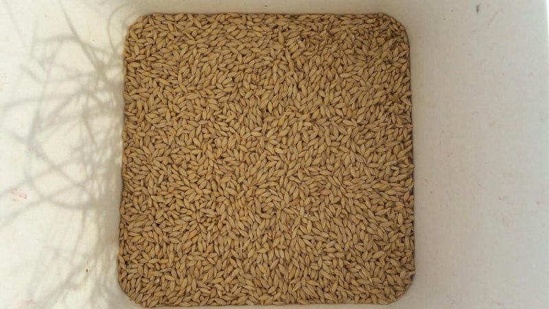 4.7mt Graded Malt Barley Variety