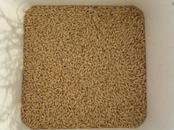 4.7mt Graded Malt Barley Variety