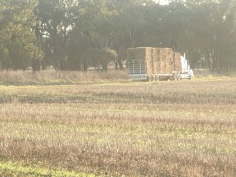 Oaten Hay $80 bucks a tonne, Free to Bonafide Flood Victims