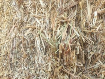 Oaten Hay $80 bucks a tonne, Free to Bonafide Flood Victims