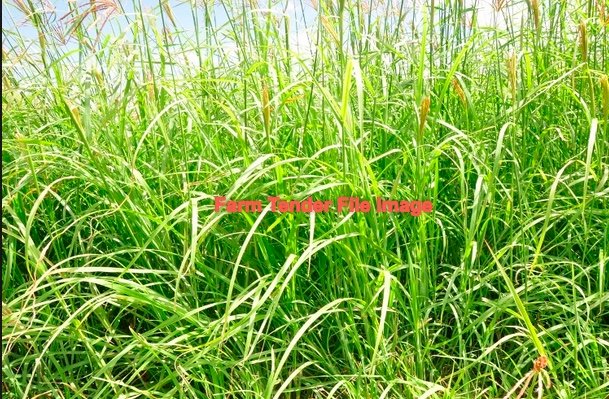 Irrigated Large Fine Cut Rhodes Hay Bales