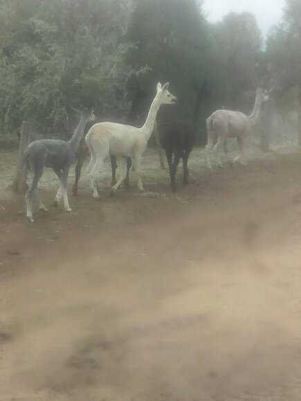 Alpacas Female x 6