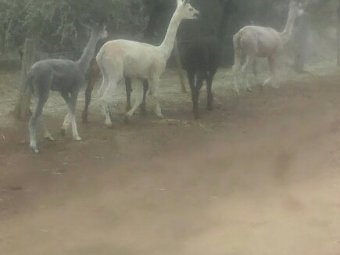Alpacas Female x 6