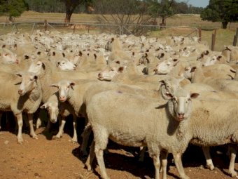 350 1st Cross Ewes - Scanned in Lamb at 100%