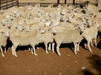 350 1st Cross Ewes - Scanned in Lamb at 100%