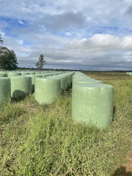 Prime Lucerne Silage Rolls