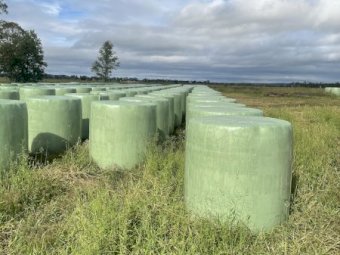 Prime Lucerne Silage Rolls