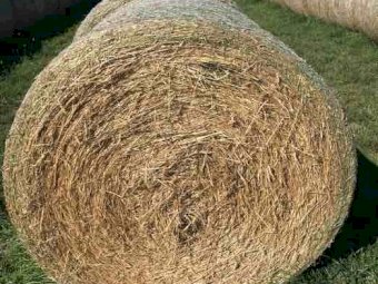 Pasture hay rolls