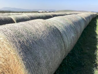 Pasture hay rolls