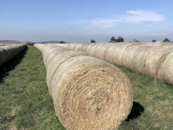 Pasture hay rolls