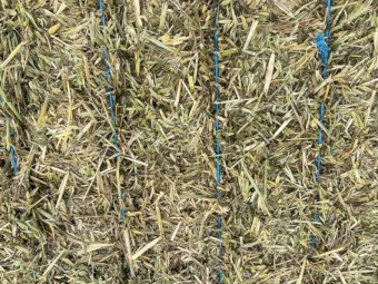 160mt Oaten Vetch Hay 580-600kg 8x4x3 Bales + Freight