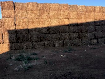 80mt Vetch Hay 600kg 8x4x3 Bales