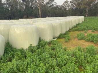 300 x Lucerne 4x4 Silage