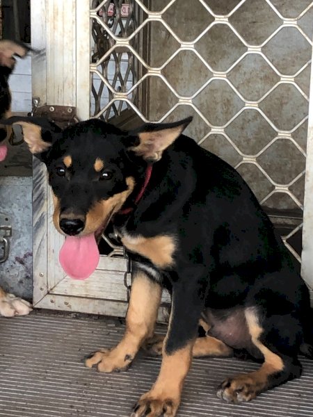 Purebred Black & Tan Kelpies x 2