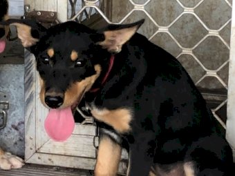 Purebred Black & Tan Kelpies x 2