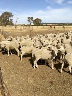 186 Cross Bred Lambs