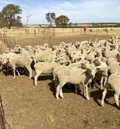 186 Cross Bred Lambs