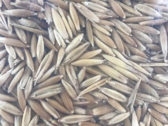 Oats For Sale