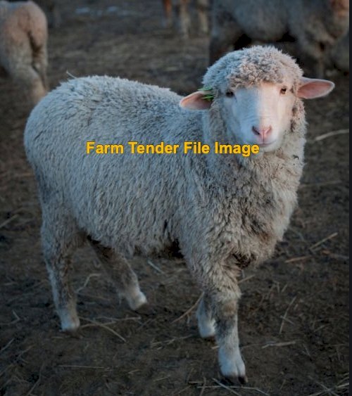 Scanned in Lamb Merino Hoggets x 50