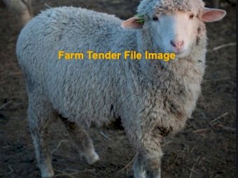 Scanned in Lamb Merino Hoggets x 50