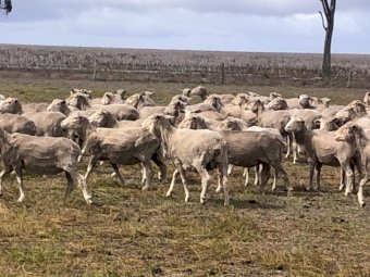 650 SIL Glendemar Multi Purpose Merino Ewes
