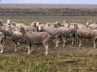 650 SIL Glendemar Multi Purpose Merino Ewes
