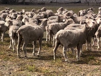 650 SIL Glendemar Multi Purpose Merino Ewes