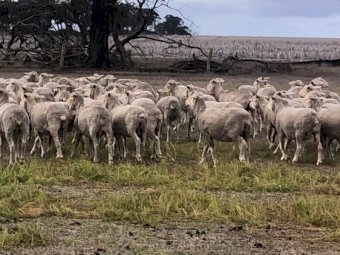 650 SIL Glendemar Multi Purpose Merino Ewes