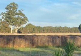 Cheap Rye/Clover Hay Rolls