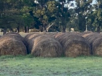 Cheap Rye/Clover Hay Rolls
