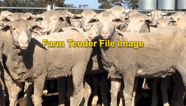 SIL Maiden Merino Ewes