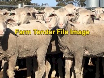 SIL Maiden Merino Ewes