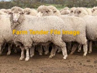 Mixed aged SIL Merino Ewes