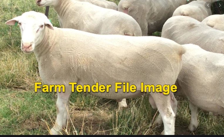 White Suffolk, Border Leicester and Poll Dorset Flock Rams