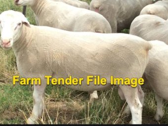 White Suffolk, Border Leicester and Poll Dorset Flock Rams
