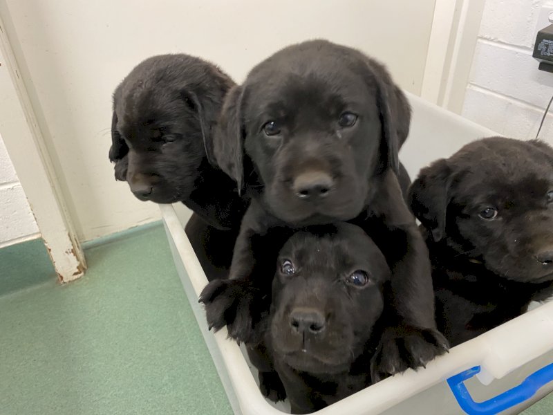 Purebred Labrador Puppies Farm Tender