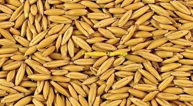 20mt Oats Seed