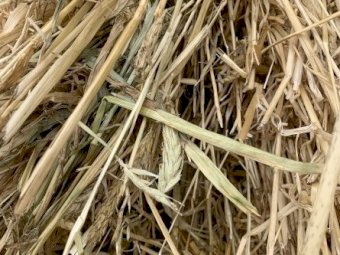 Clearance beardless barley hay