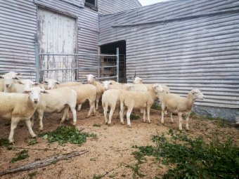 Dorper Ewes 6 months old