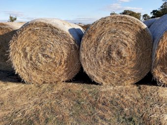 500 x Organic Wheat/Rye Hay 450kg 5x4 Rolls