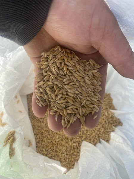 Barley Seed  suitable for Hay