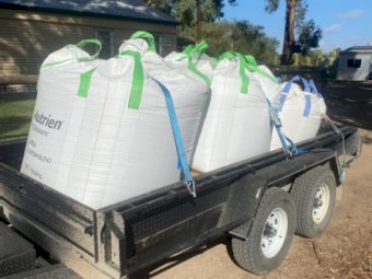 Barley Seed  suitable for Hay