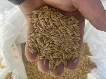 Barley Seed  suitable for Hay