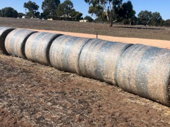 Oaten Hay Rolls