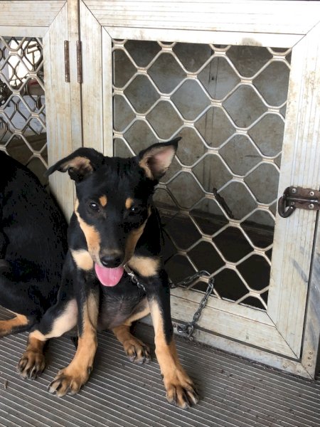 Purebred Black & Tan Kelpies x 2