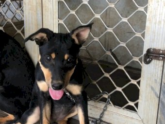 Purebred Black & Tan Kelpies x 2
