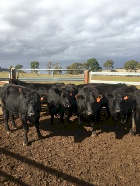20 EU PTIC 2.5 year old Angus heifers